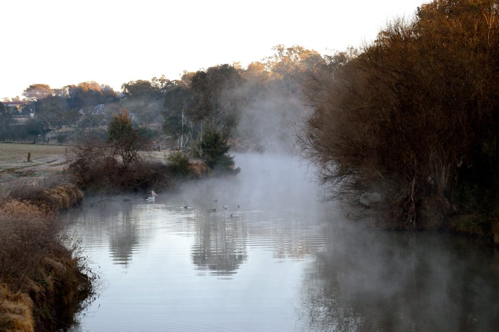 This pelican is a long way from home, settling in to a frosty Condamine River spot near the Grafton St bridge. Photo Casandra Garvey / Warwick Daily News
